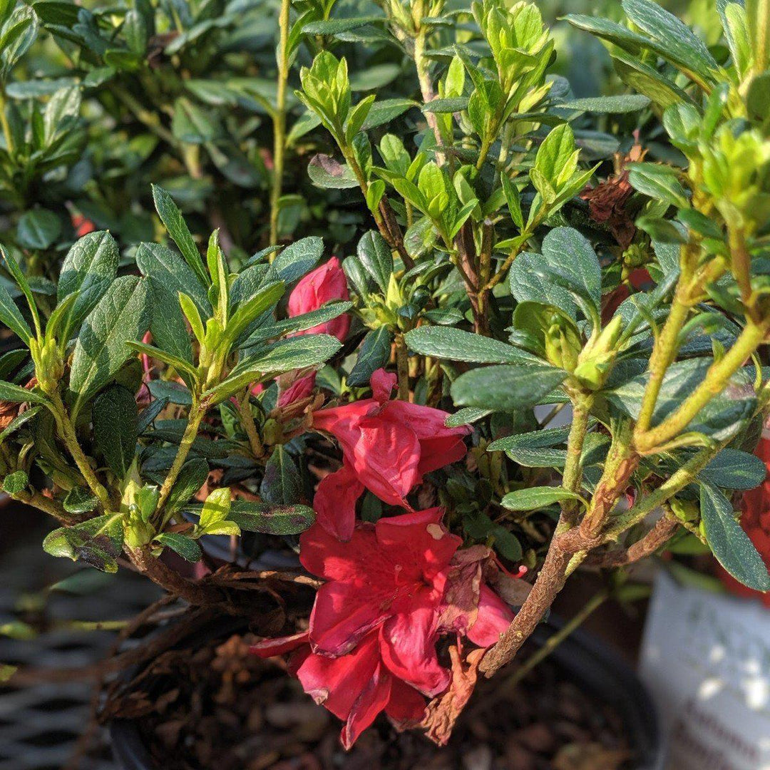 Rododendro 'Robleza' ~ Encore® Autumn Bonfire™ Azalea