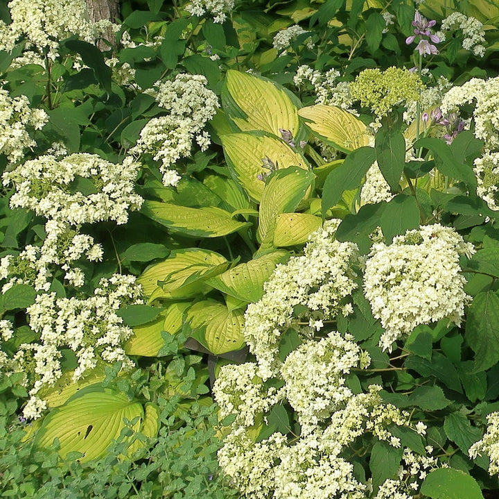 Hosta x 'Gold Standard' ~ Gold Standard Hosta