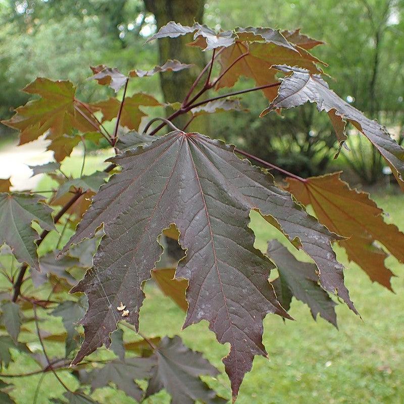 Acer platanoides 'Crimson Sentry' ~ Crimson Sentry Norway Maple