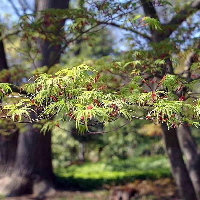 Acer palmatum 'Seiryu' ~ Seiryu Japanese Maple