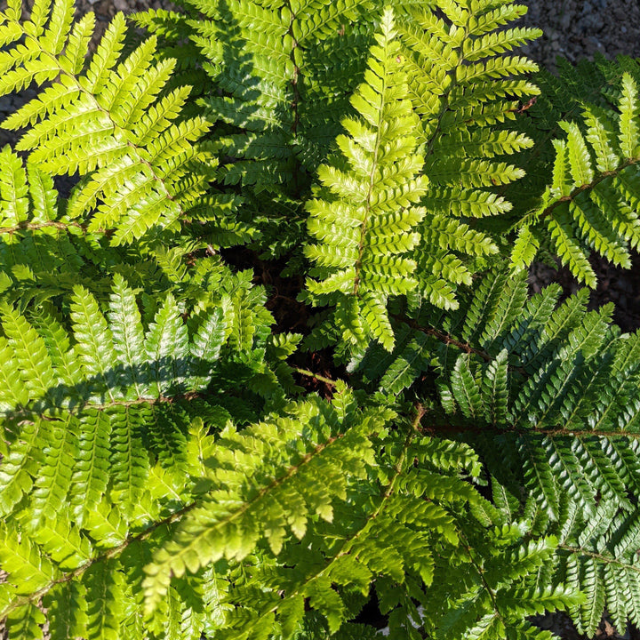 Polystichum polyblepharum ~ Tassel Fern