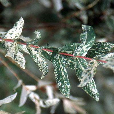 Salix integra 'Hakuro Nishiki' ~ Sauce moteado