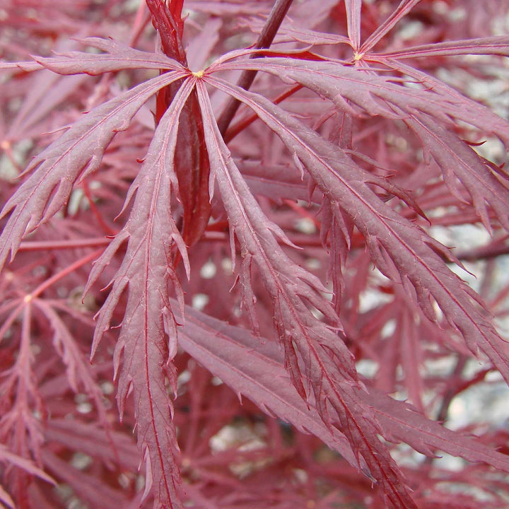 Acer palmatum var. dissectum 'Red Dragon' ~ Red Dragon Japanese Maple