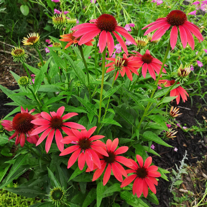 Echinacea x 'Cheyenne Spirit' ~ Cheyenne Spirit Echinacea, Coneflower