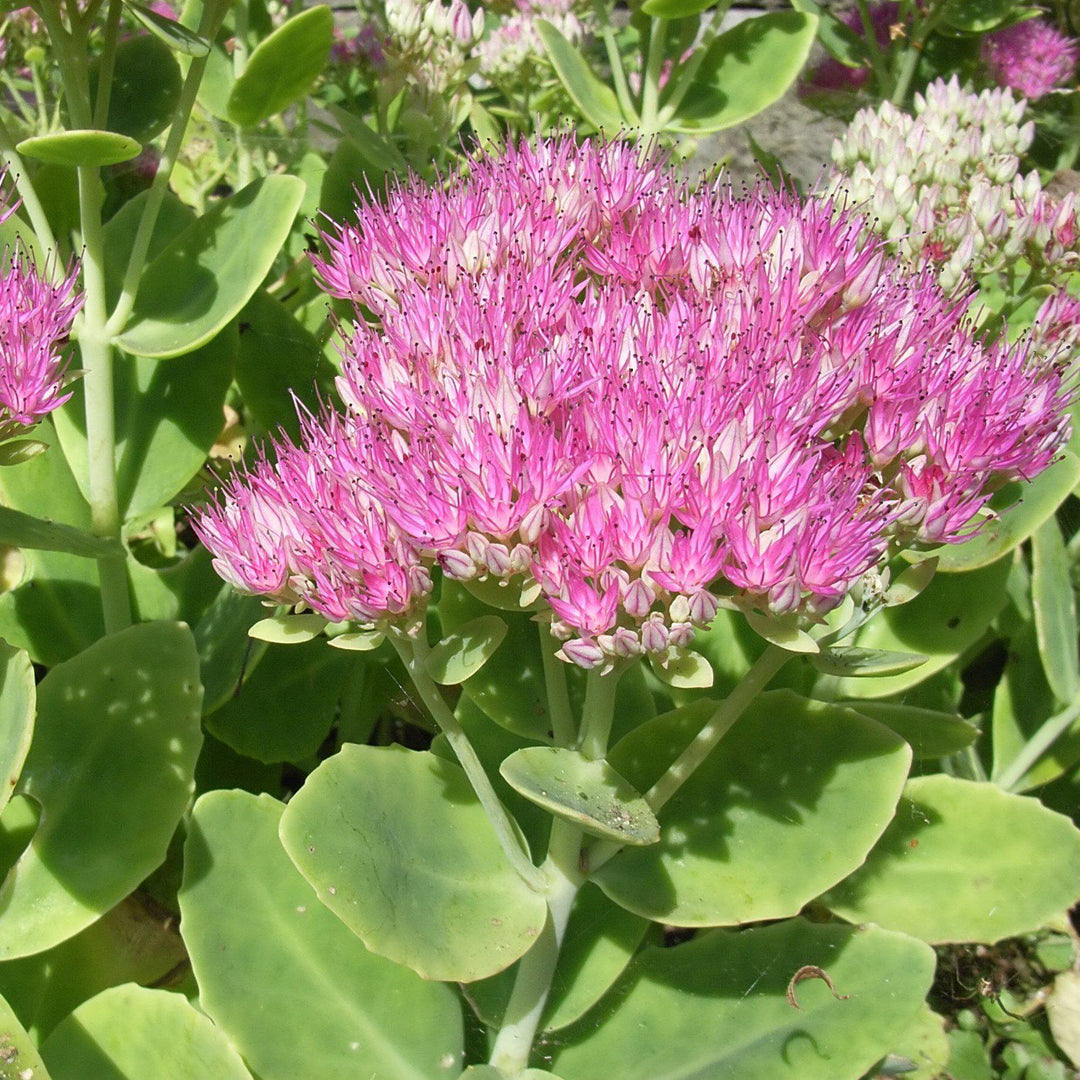 Sedum spectabile 'Neon' ~ Neon Showy Stonecrop