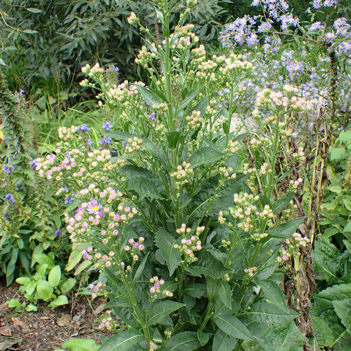 Aster tataricus 'Jindai' ~ Jindai Tatarian Aster