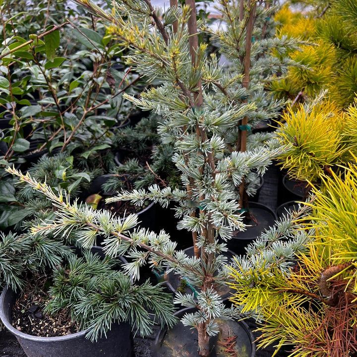 Cedrus atlantica 'Horstmann' ~ Horstmann Blue Atlas Cedar