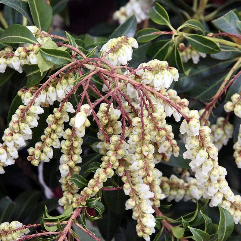 Pieris japonica 'Scarlet O'Hara' ~ Scarlet O'Hara Andrómeda