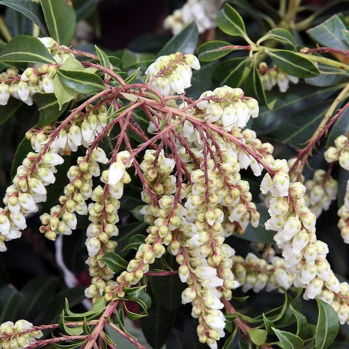 Pieris japonica 'Scarlet O'Hara' ~ Scarlet O'Hara Andrómeda