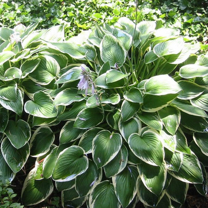 Hosta 'Francee' ~ Francee Hosta