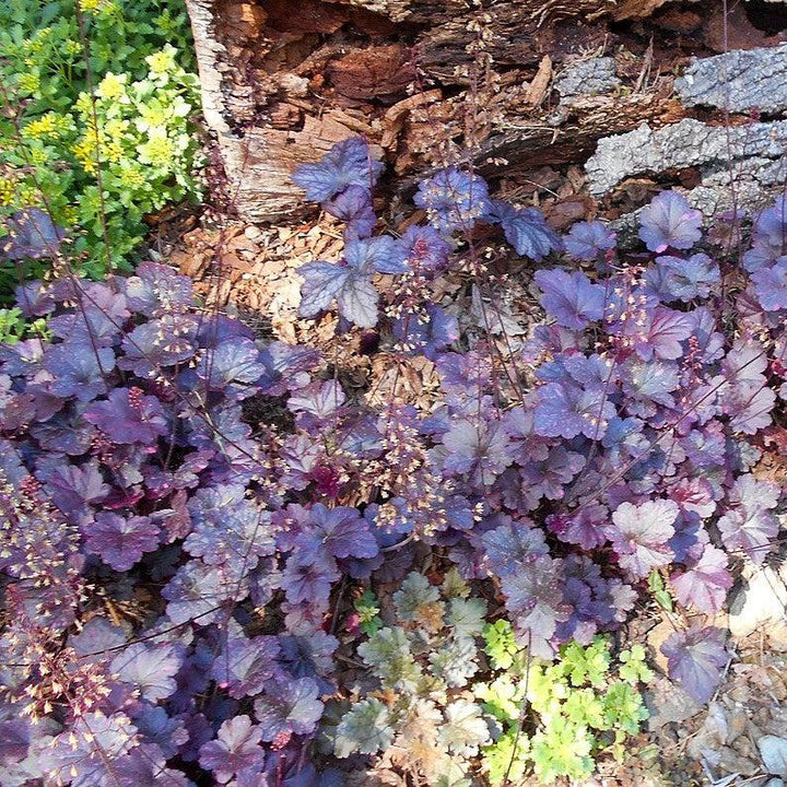 Heuchera x 'Midnight Rose' ~ Midnight Rose Coral Bells