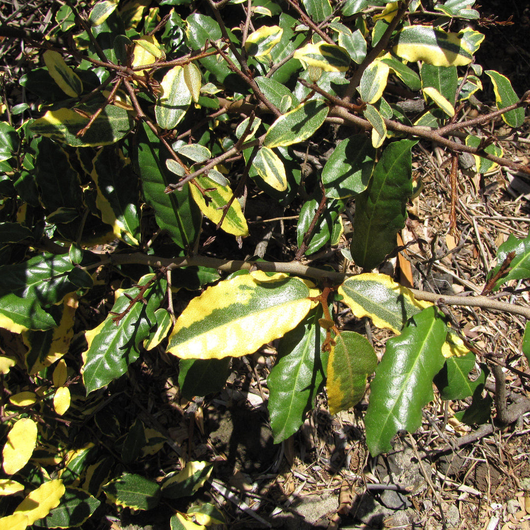 Elaeagnus x ebbingei ‘Viveleg’ ~ Olive Martini™ Elaeagnus, Oleaster