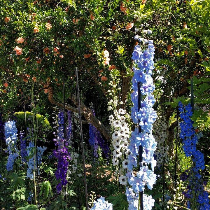 Delphinium (Pacific Hybrids) ~ Pacific Hybrids Mix Delophinium, Larkspur