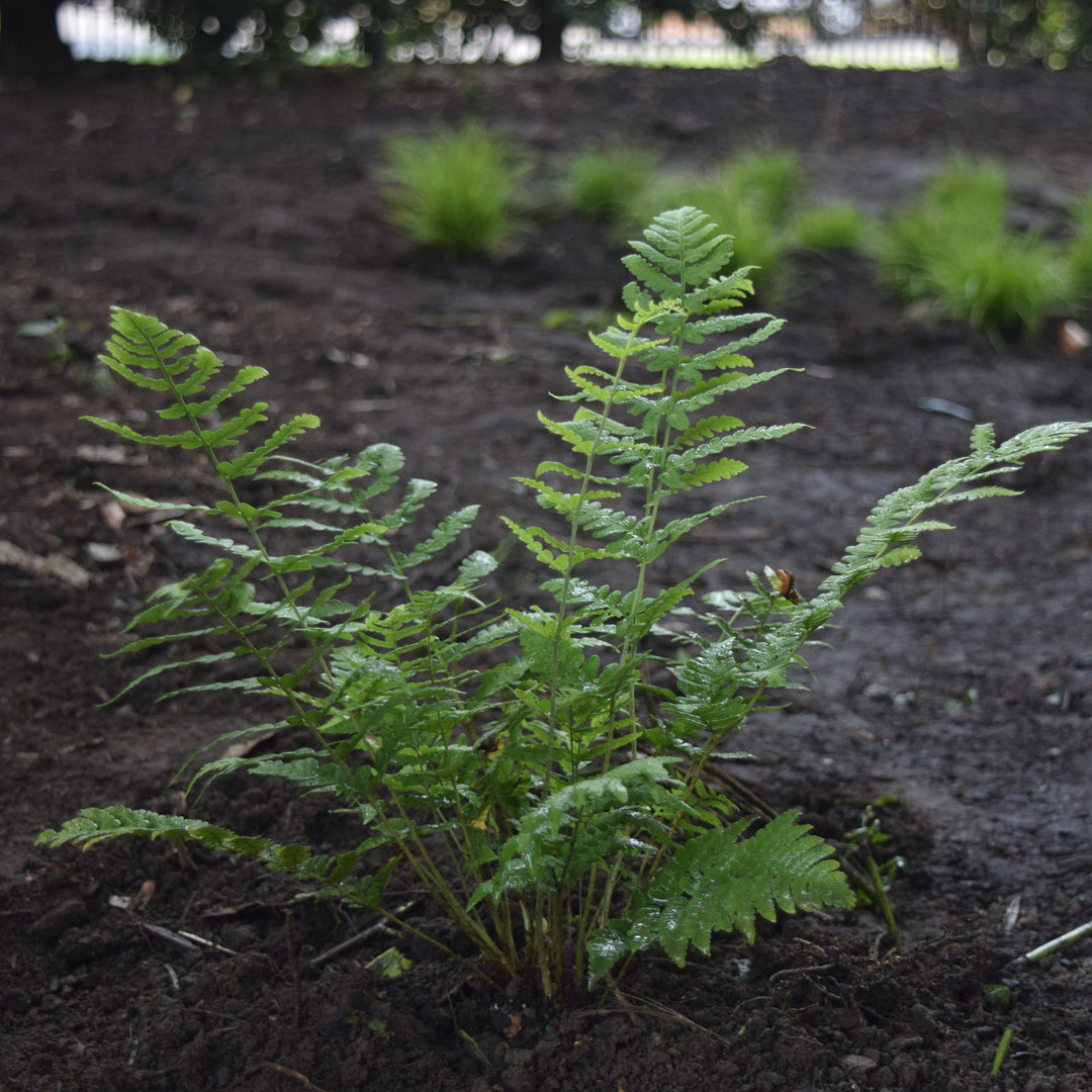 Dryopteris marginalis ~ Eastern Wood Fern, Leatherwood Fern