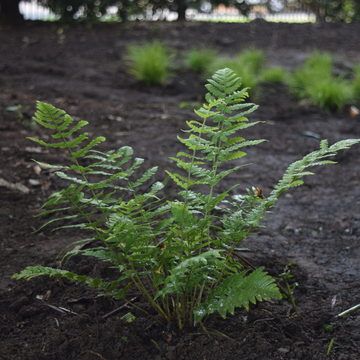 Dryopteris marginalis ~ Eastern Wood Fern, Leatherwood Fern