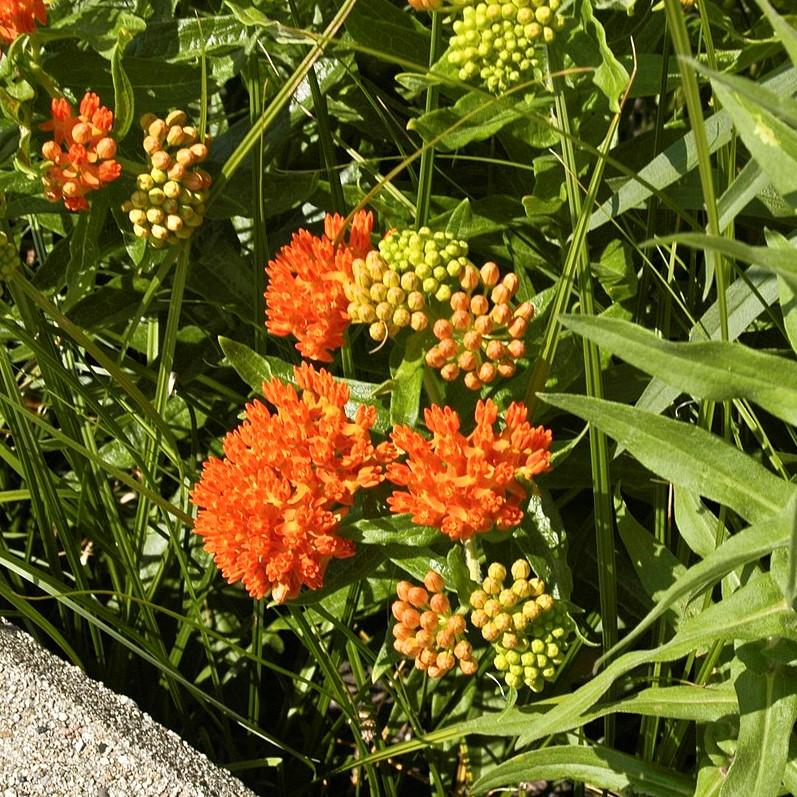 Asclepias tuberosa ~ Butterfly Weed