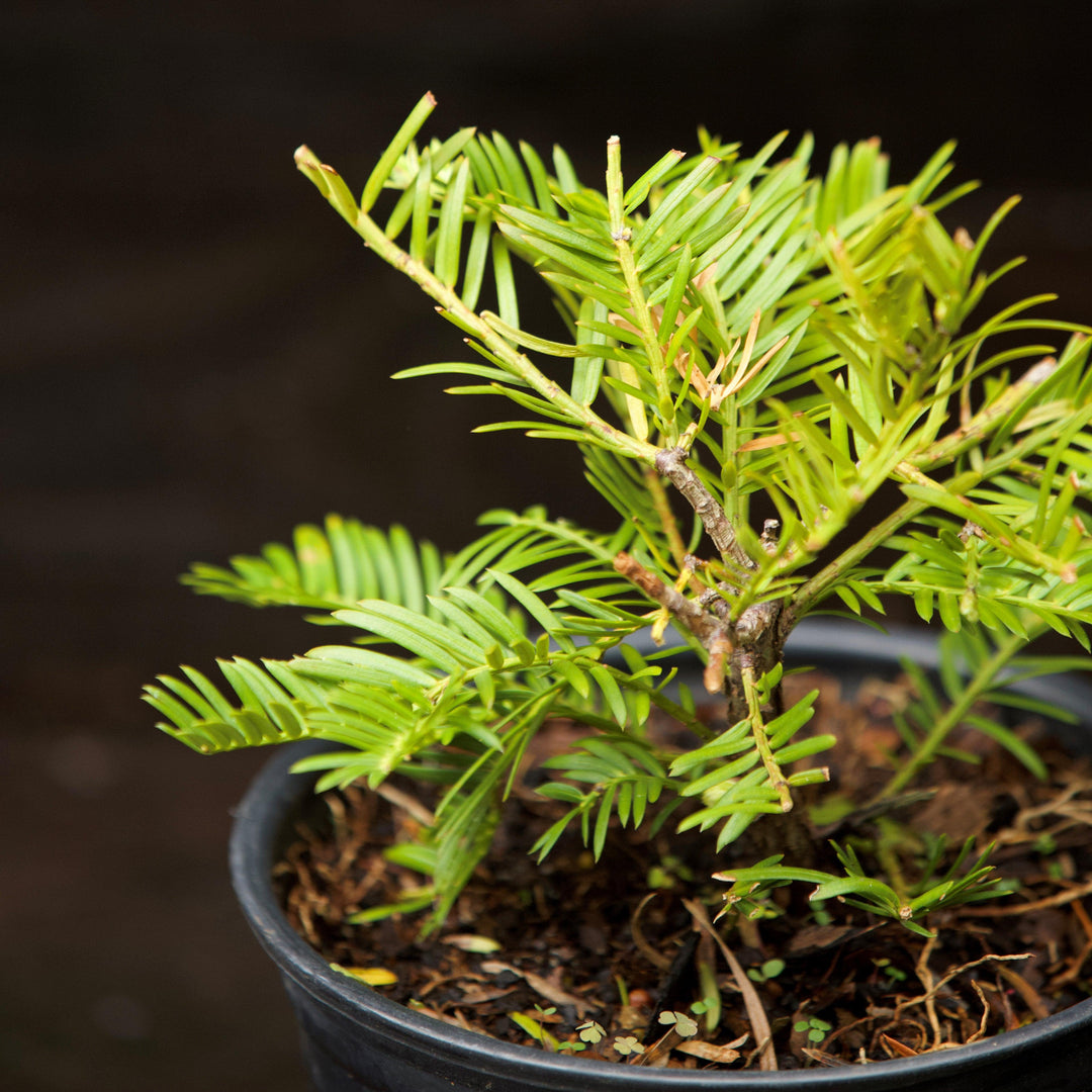 Cephalotaxus harringtonia 'Prostrata' ~ Tejo ciruela japonés rastrero, tejo ciruela extendido