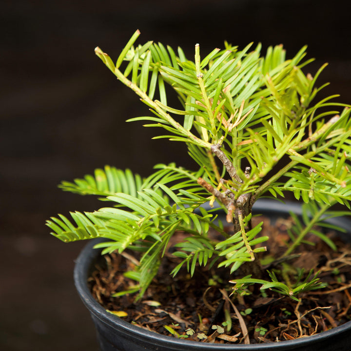 Cephalotaxus harringtonia 'Prostrata' ~ Creeping Japanese Plum Yew, Spreading Plum Yew