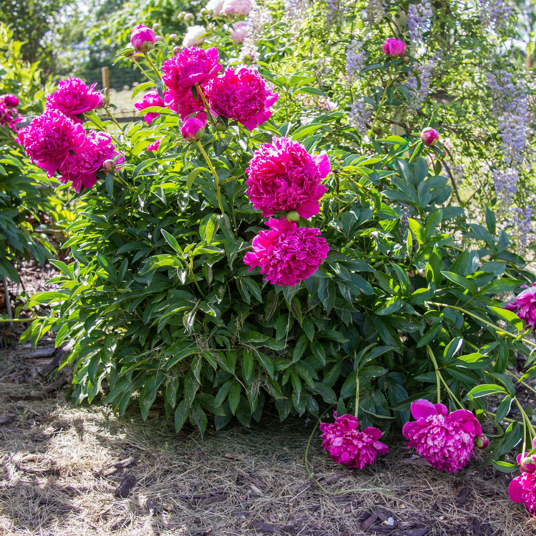 Paeonia lactiflora 'Felix Crousse' ~ Felix Crousse Peony