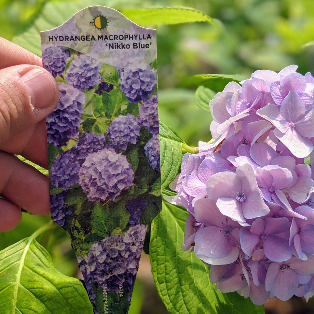 Hydrangea macrophylla 'Nikko Blue' ~ ​​Hortensia Nikko Blue