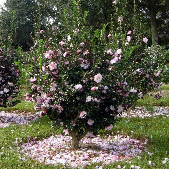 Camellia sasanqua 'Green 94-035' PP20465 ~ October Magic® Orchid™ Camellia