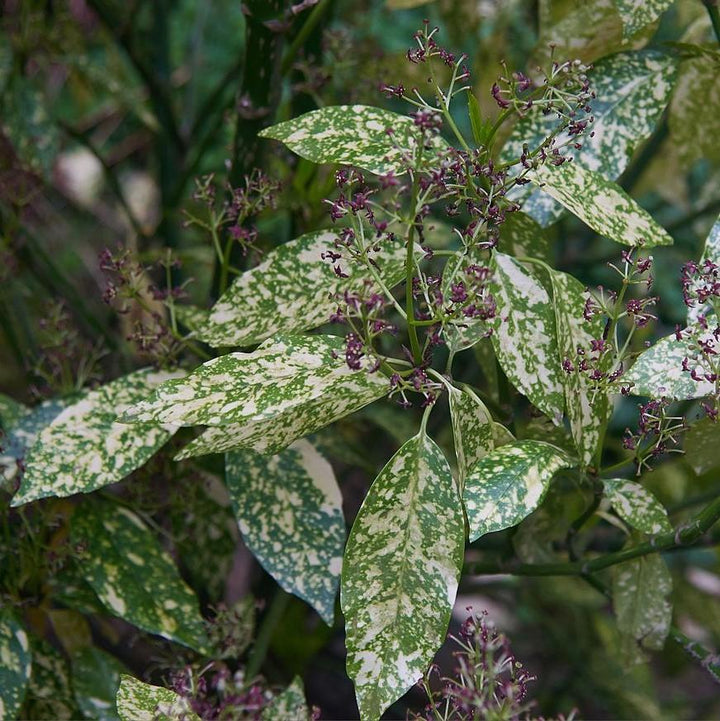 Aucuba japonica 'Variegata' ~ Gold Dust Aucuba, Gold Dust Laurel