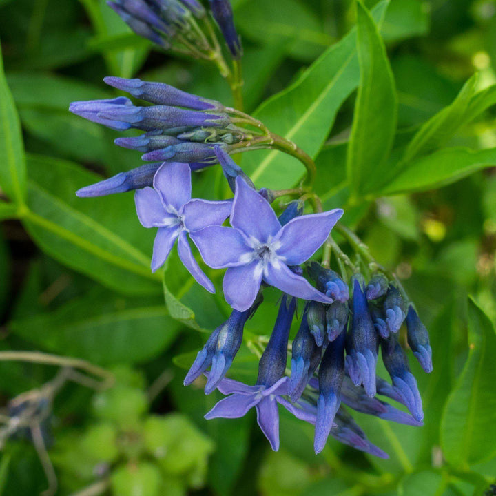 Amsonia 'Blue Ice' ~ Blue Ice Blue Star