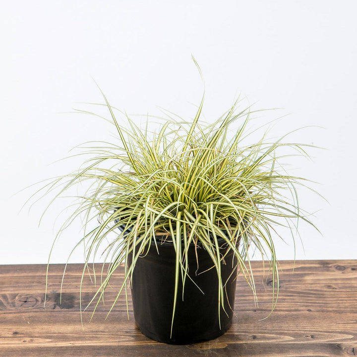 Carex oshimensis 'Evergold' ~ Evergold Variegated Sedge