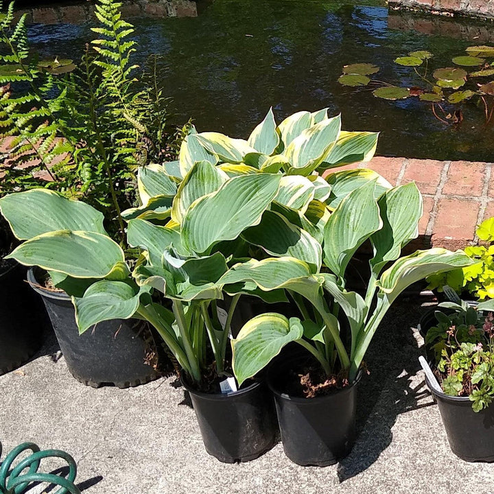 Hosta 'First Frost' ~ First Frost Hosta