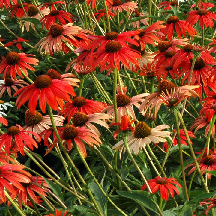 Echinacea 'Tomato Soup' ~ Tomato Soup Echinacea, Coneflower