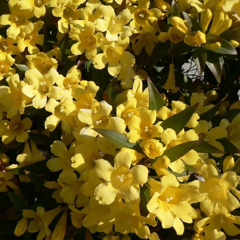 Gelsemium sempervirens ~ Carolina Jessamine