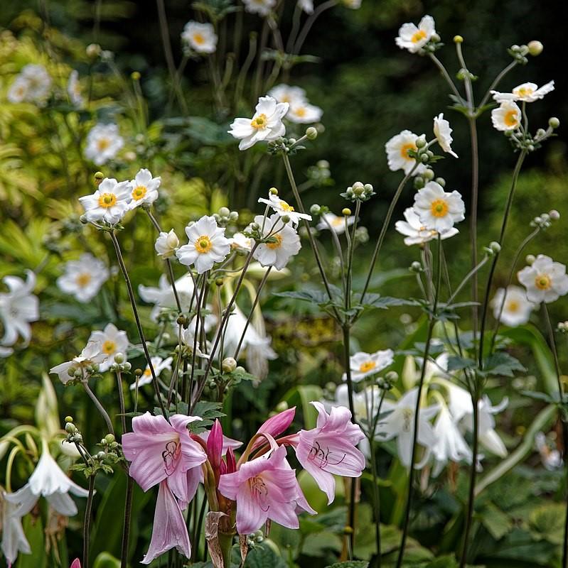 Anemone x hybrida 'Honorine Jobert' ~ Honorine Jobert Anemone