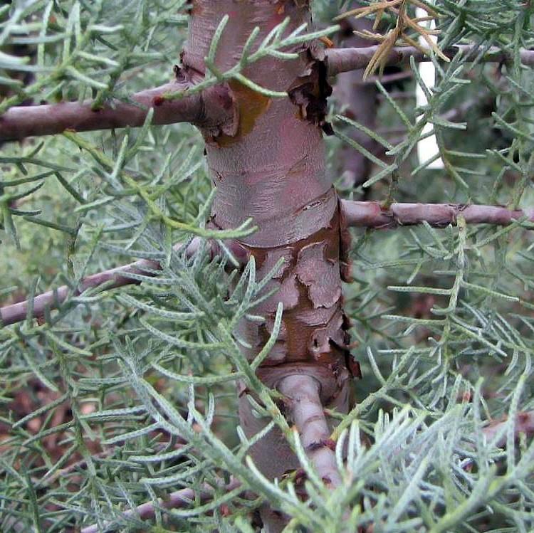 Cupressus arizonica glabra 'Hielo azul' ~ Ciprés de Arizona de hielo azul