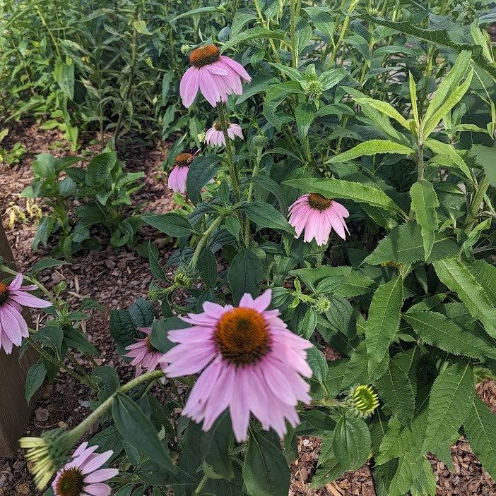 Echinacea purpurea ~ Purple Coneflower