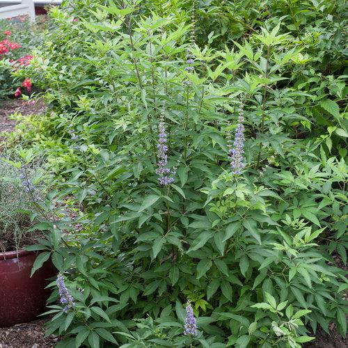 Vitex agnus-castus 'SMVACBD' ~ Blue Diddley® Chaste Tree