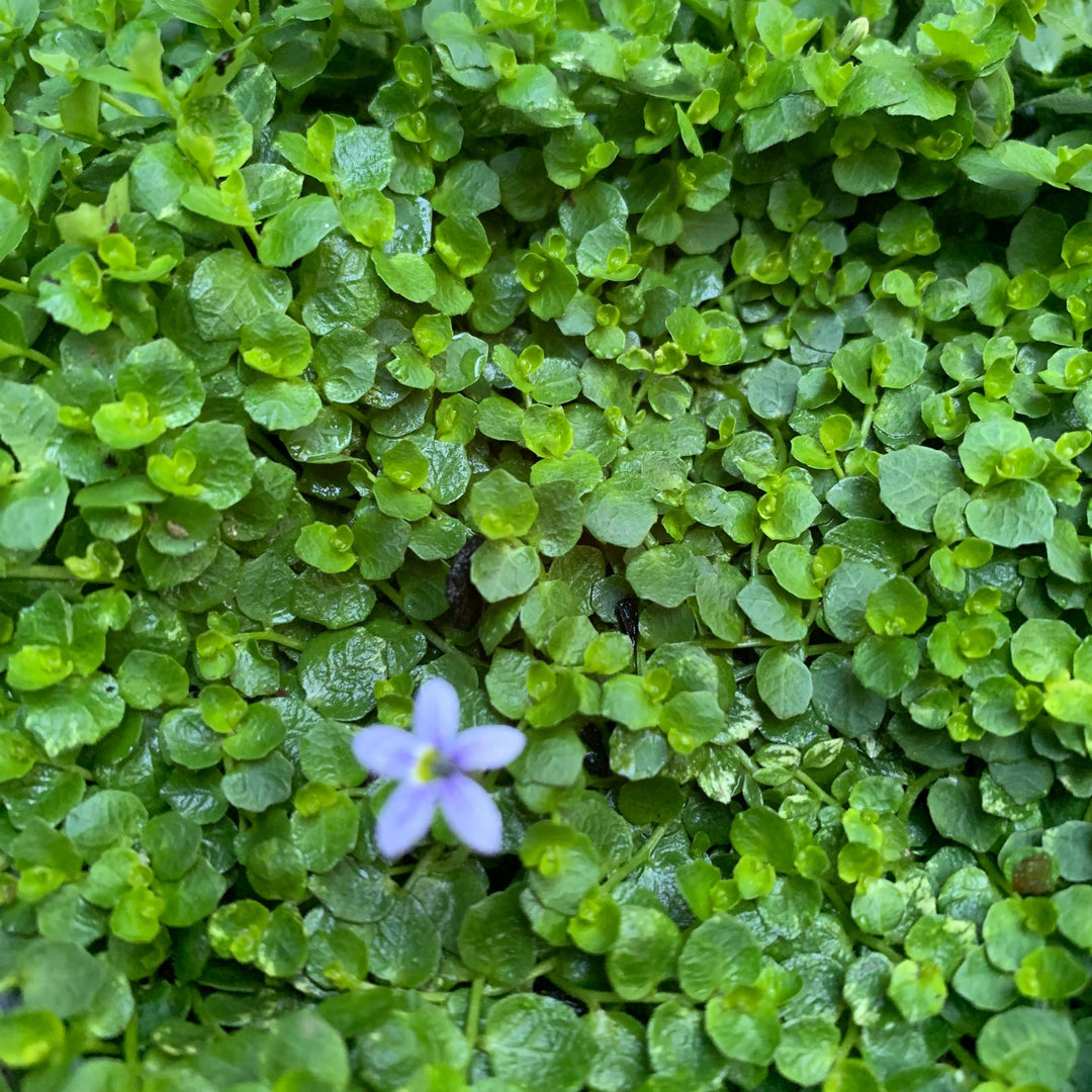 Isotoma fluviatilis ~ Blue Star Creeper