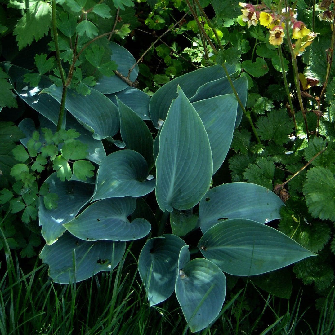 Hosta 'Halcyon' ~ Halcyon Hosta