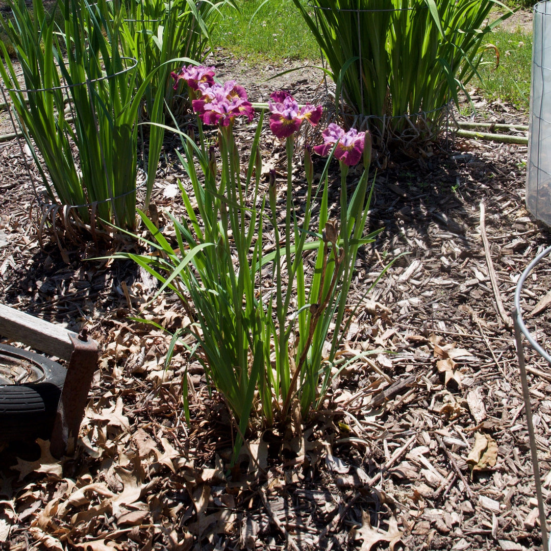 Iris sibirica 'Miss Apple' ~ Peacock Butterfly™ Miss Apple Siberian Iris
