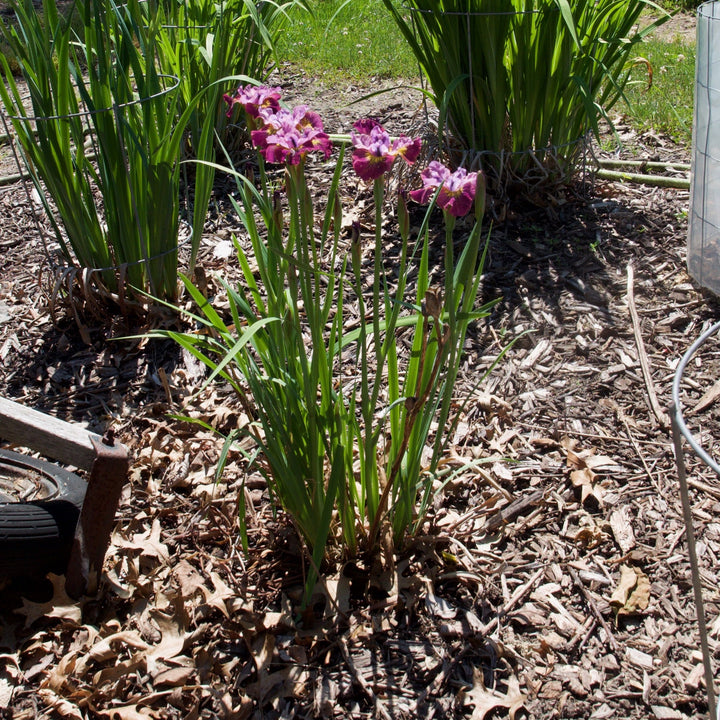 Iris sibirica 'Miss Apple' ~ Peacock Butterfly™ Miss Apple Siberian Iris