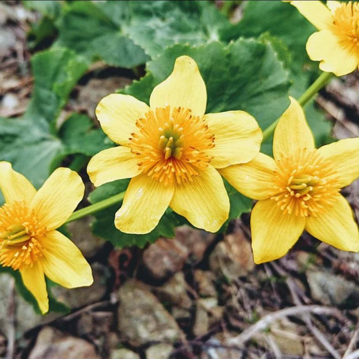 Caltha palustris ~ Marsh Marigold