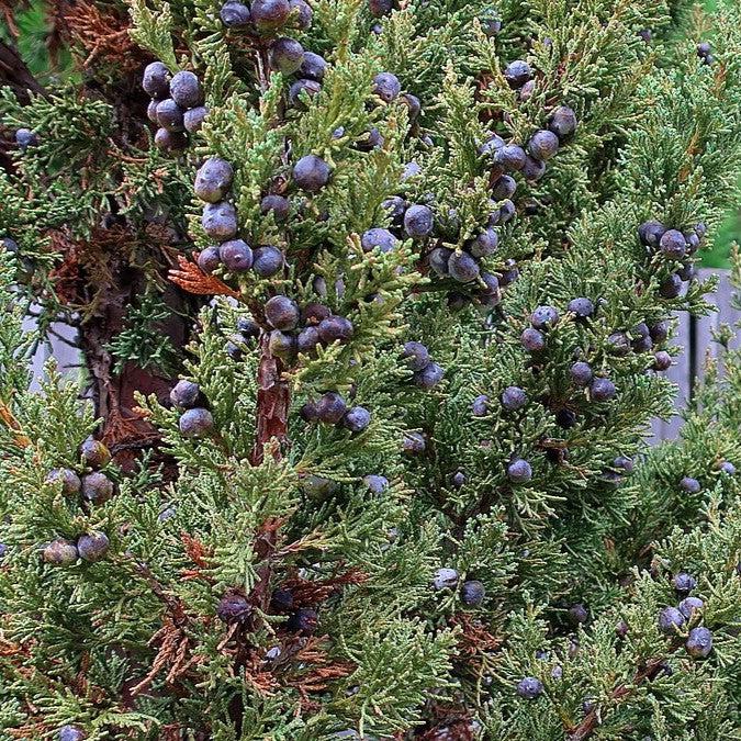 Juniperus chinensis 'Trautman' ~ Trautman Juniper