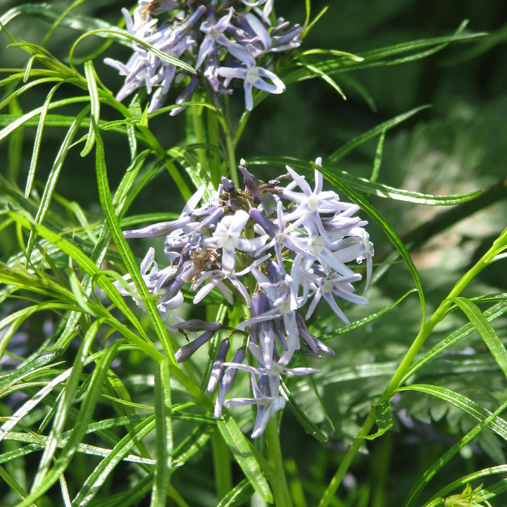 Amsonia hubrichtii ~ Threadleaf Blue Star, Arkansas Blue Star