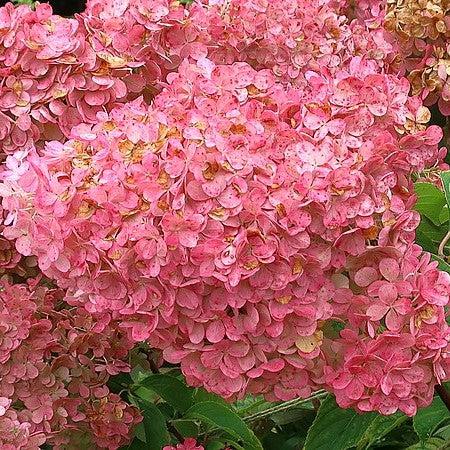 Hydrangea paniculata 'Renhy' ~ First Editions® Vanilla Strawberry™ Hydrangea