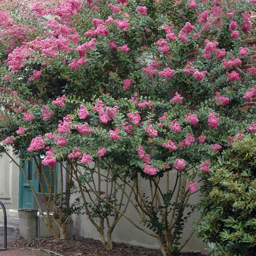 Lagerstroemia indica 'Zuni' ~ Zuni Crape Myrtle