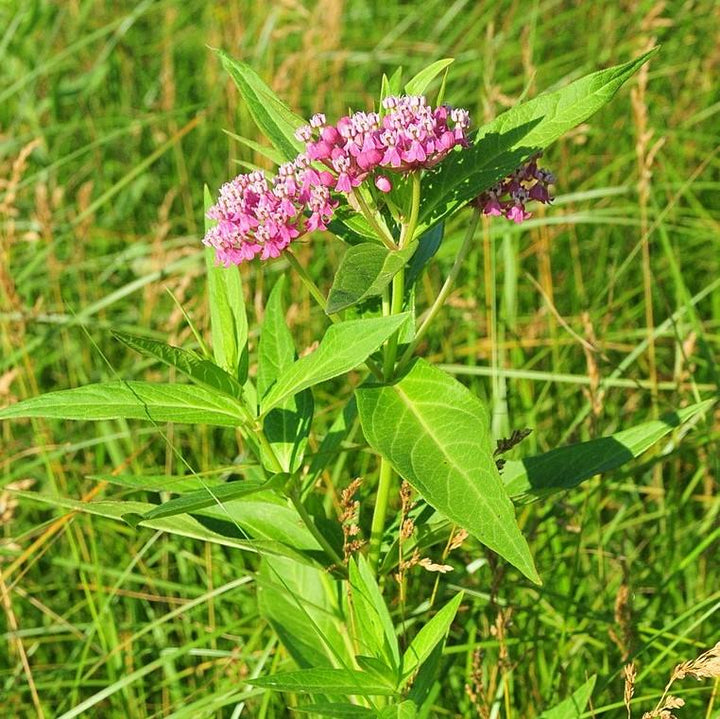 Asclepias incarnata ~ Swamp Milkweed, Rose Milkweed