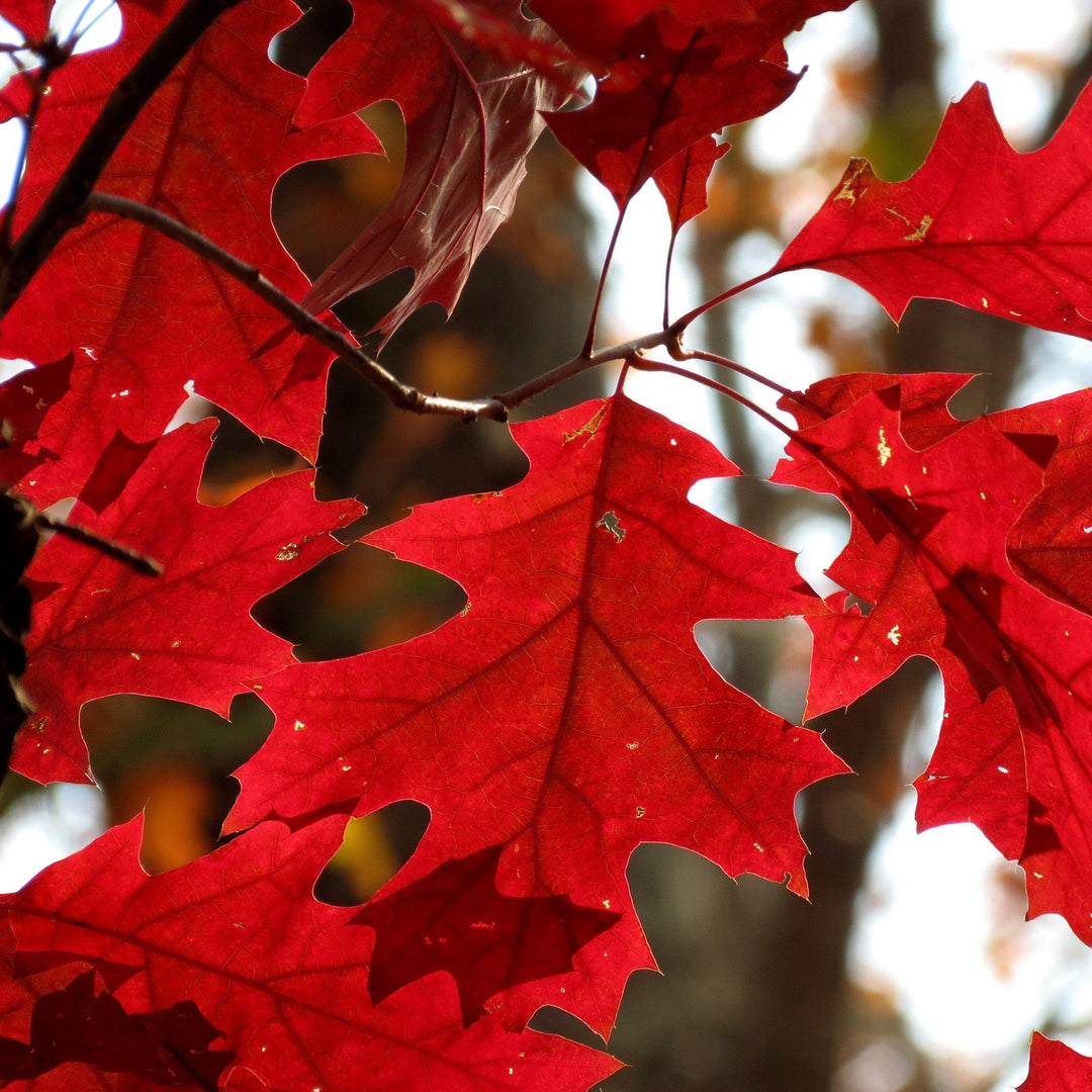 Quercus rubra ~ Northern Red Oak