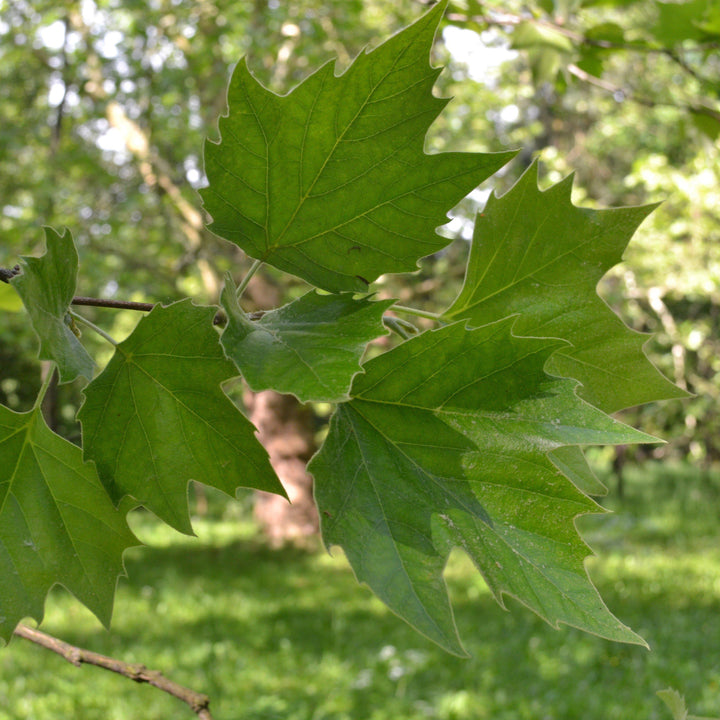 Platanus acerifolia 'Morton Circle' ~ EXCLAMATION!™ London Planetree