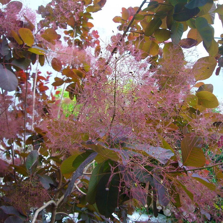 Cotinus coggygria 'Grace' ~ Grace Smoketree