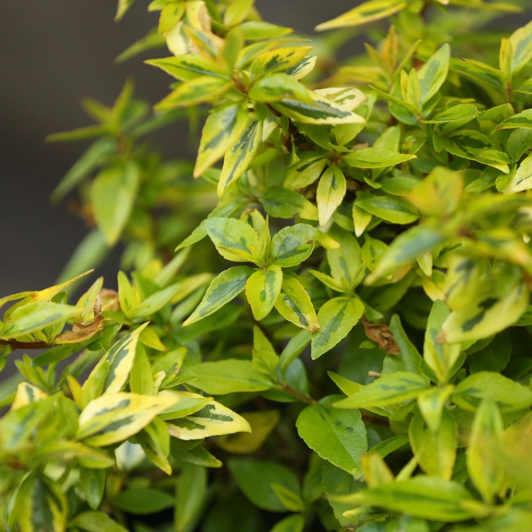 Abelia x grandiflora 'Kaleidoscope' ~ Kaleidoscope Abelia