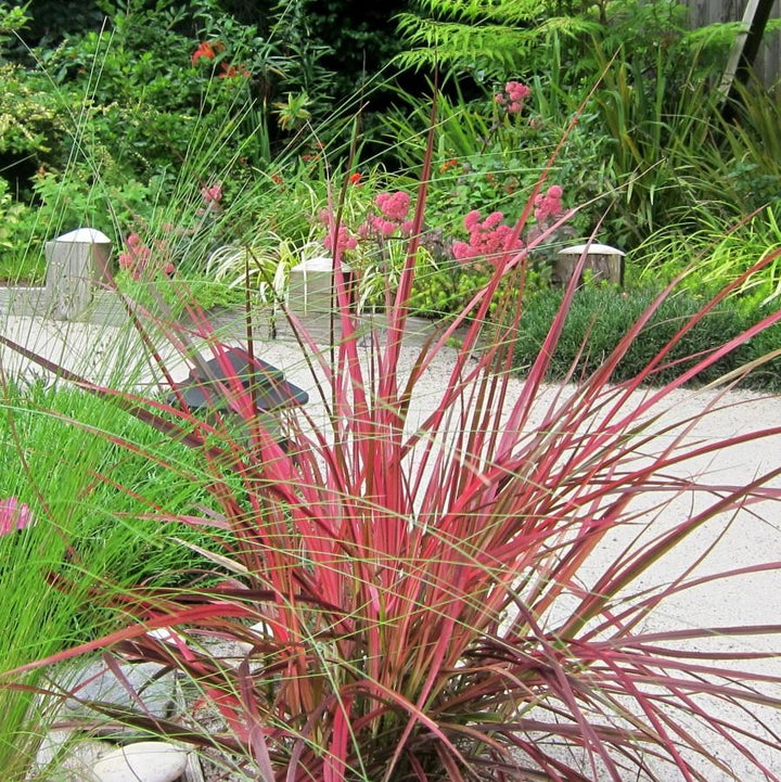 Pennisetum advena ‘Fireworks’ PP18,504  ~ Graceful Grasses® 'Fireworks' Fountain Grass